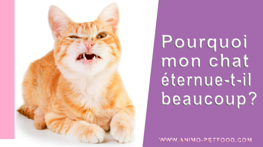 éternuements chat-Mon chat éternue